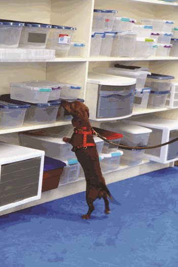scent-detection1.jpg