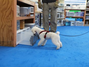 scent-detection3.jpg