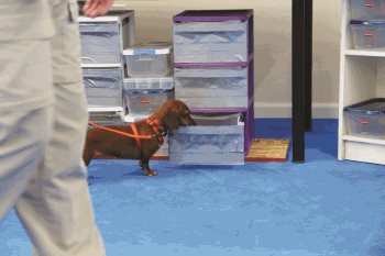 scent-detection5-1.jpg