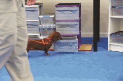 scent-detection5.jpg