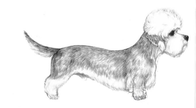 OlEN0pxvQDGNgPI6GcNx_Dandie-Drawing.jpg