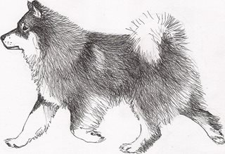 p2avl09SH6i7VMdbl4d5_FinnishLapphund-Eija-Lehtimaki.jpg