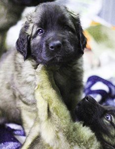 Puppy-1.jpg