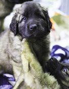 Puppy.jpg
