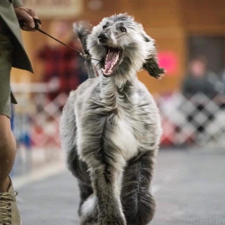 PaNyeIp8TWpbOSnBCu2k_Afghan_Hound_1284868_gaynia_Johnsob_26a93b2b-53d7-4cd9-a419-3fee82b7accb.jpg