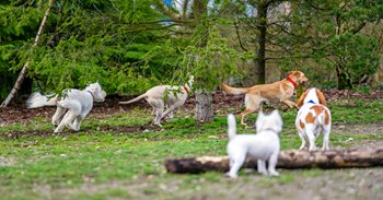 dogpark002.jpg dogpark002.jpg