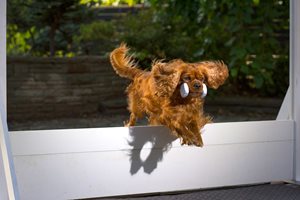 Retrieve-over-jump-Photo-Brian-Gray-Swansea-Dog-Obedience-1.jpg