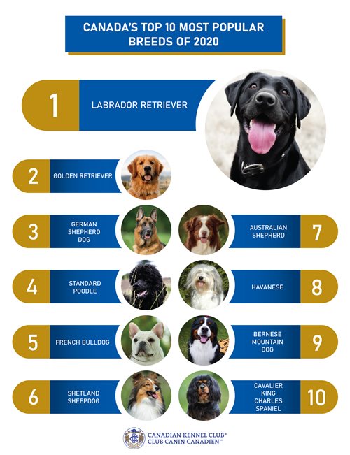 2020-TOP-10-DOGS-01.jpg