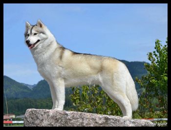 husky.jpg