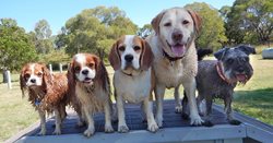 dogpark001.jpg