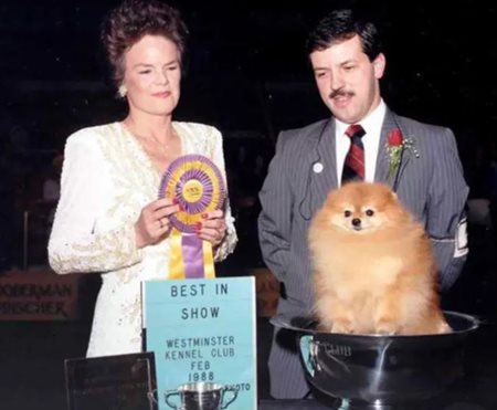 iMT4VUtHTBGzDMOgG0YS_WKC-Smallest-dog-to-win-1988.JPG