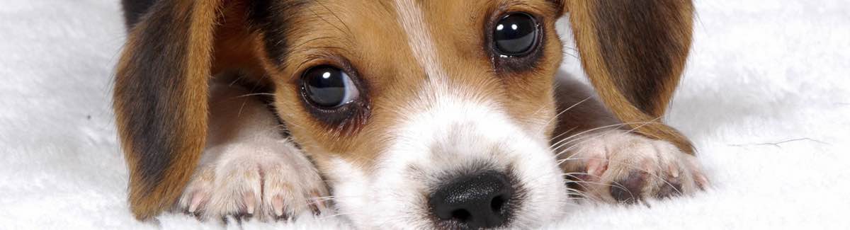 Choosing a Dog Banner Image