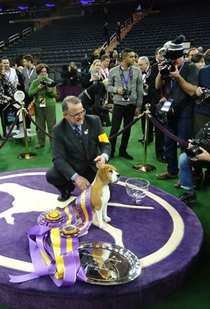 CKCWillandMissP2015_hound.JPG