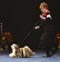 hjG4UoKTuiW4oaMMCYRi_11-16-19-Gaiting-at-National-Dog-Show-Havanese7-copy.jpg