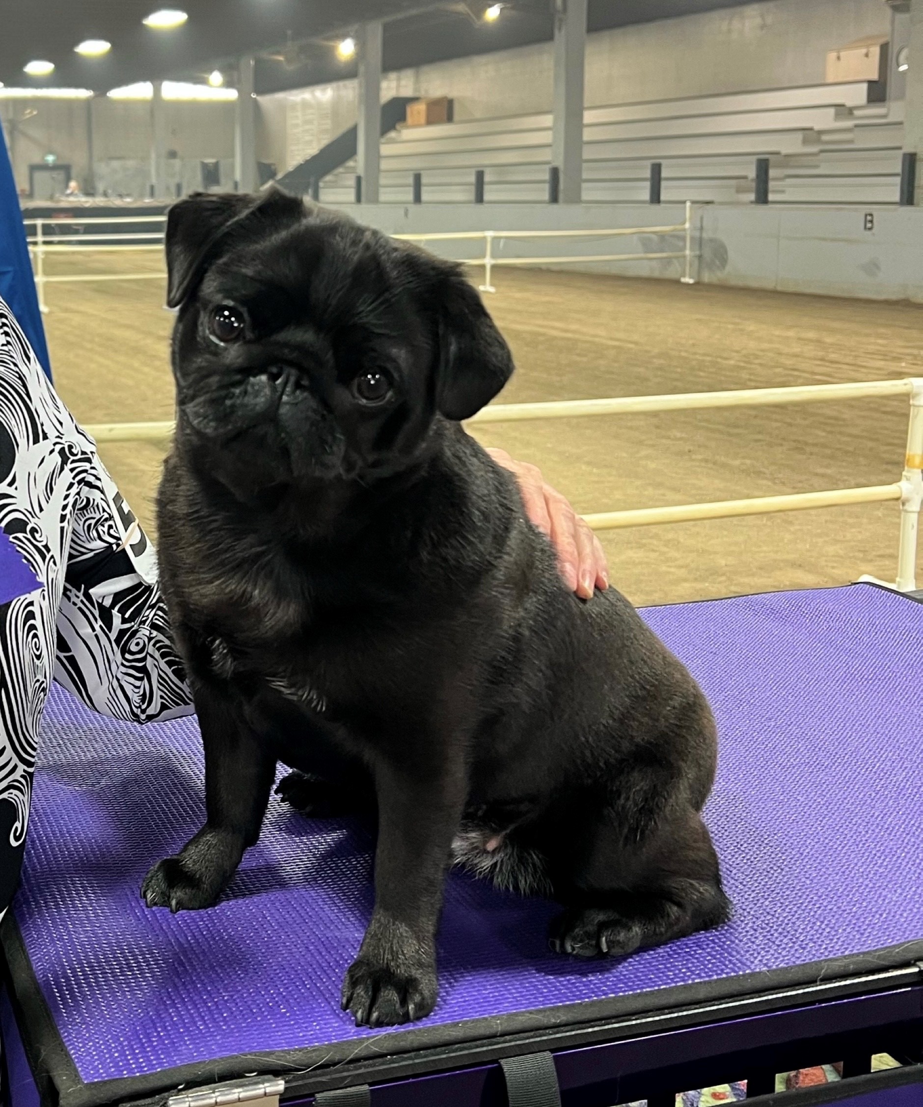 Canadian Kennel Club Club Canin Canadien